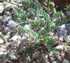 Astragalus wrightii