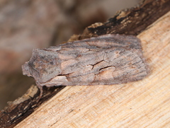 Lithophane furcifera