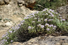 Ziziphora serpyllacea
