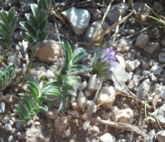 Astragalus wrightii