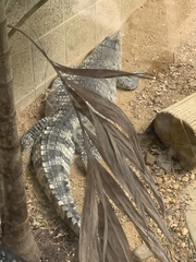 Crocodylus mindorensis