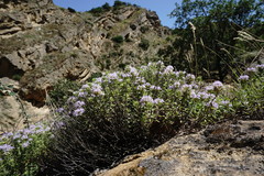 Ziziphora serpyllacea