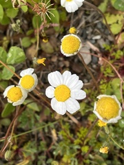 Anthemis chia