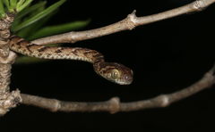 Boiga trigonata