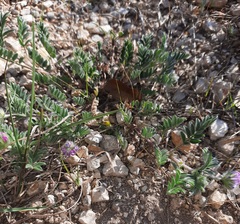 Astragalus wrightii