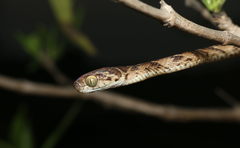 Boiga trigonata