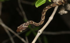 Boiga trigonata