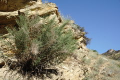 Salsola dendroides