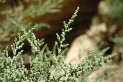 Salsola dendroides