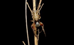 Araneus tubabdominus