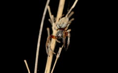 Araneus tubabdominus