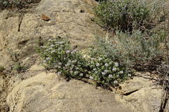 Ziziphora serpyllacea