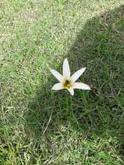 Zephyranthes mesochloa