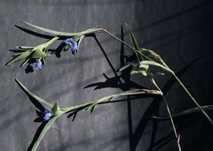 Commelina livingstonii