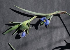 Commelina livingstonii