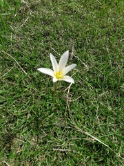 Zephyranthes mesochloa