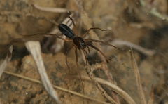 Liocranidae