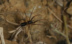 Liocranidae