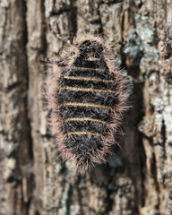 Lycia zonaria