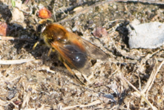 Cheilosia grossa