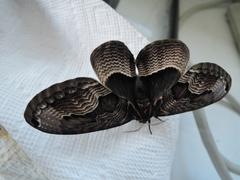 Brahmaea lunulata carpenteri