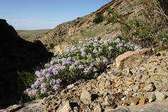 Ziziphora serpyllacea