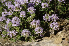 Ziziphora serpyllacea