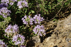 Ziziphora serpyllacea