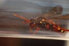 Nomada bifasciata