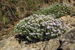 Ziziphora serpyllacea