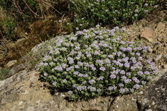 Ziziphora serpyllacea