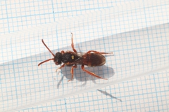 Nomada bifasciata