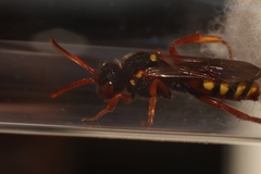 Nomada bifasciata