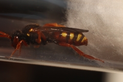 Nomada bifasciata