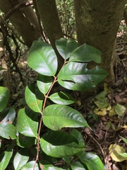 Eugenia pseudopsidium