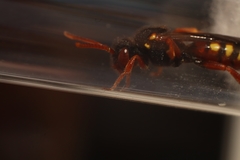 Nomada bifasciata