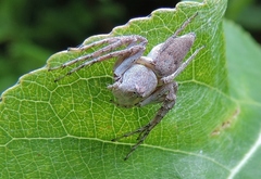 Oxyopes