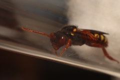 Nomada bifasciata