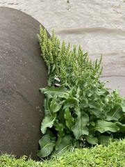 Rumex japonicus
