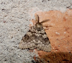 Lymantria incerta