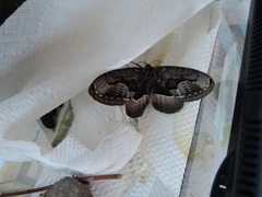 Brahmaea lunulata carpenteri