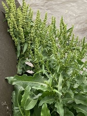 Rumex japonicus