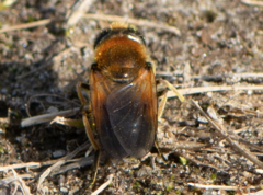 Cheilosia grossa
