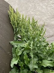 Rumex japonicus