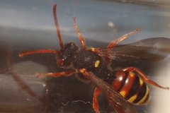 Nomada bifasciata