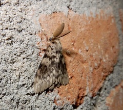 Lymantria incerta