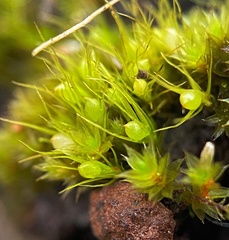 Pleuridium subulatum