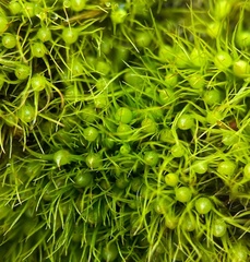 Pleuridium subulatum