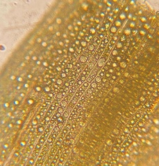 Pleuridium subulatum