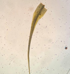Pleuridium subulatum